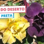Rosa do Deserto Preta – Conheça as mais famosas